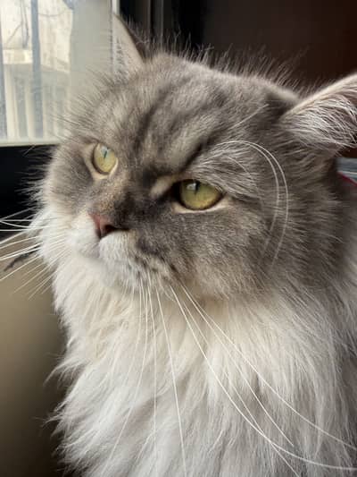 Persian Cat
