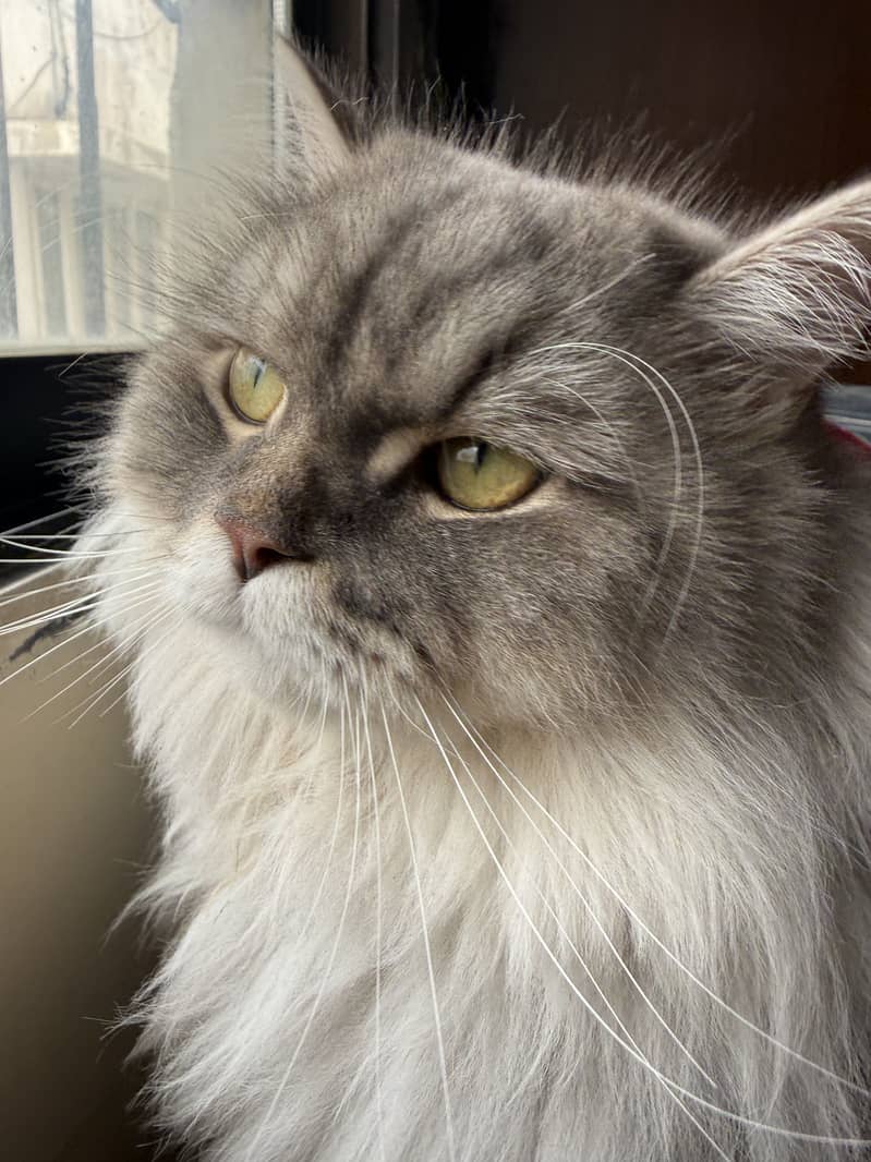 Persian Cat 0