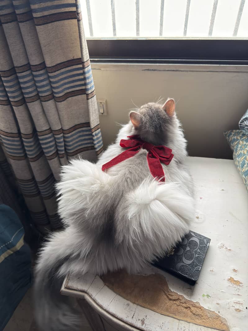 Persian Cat 1