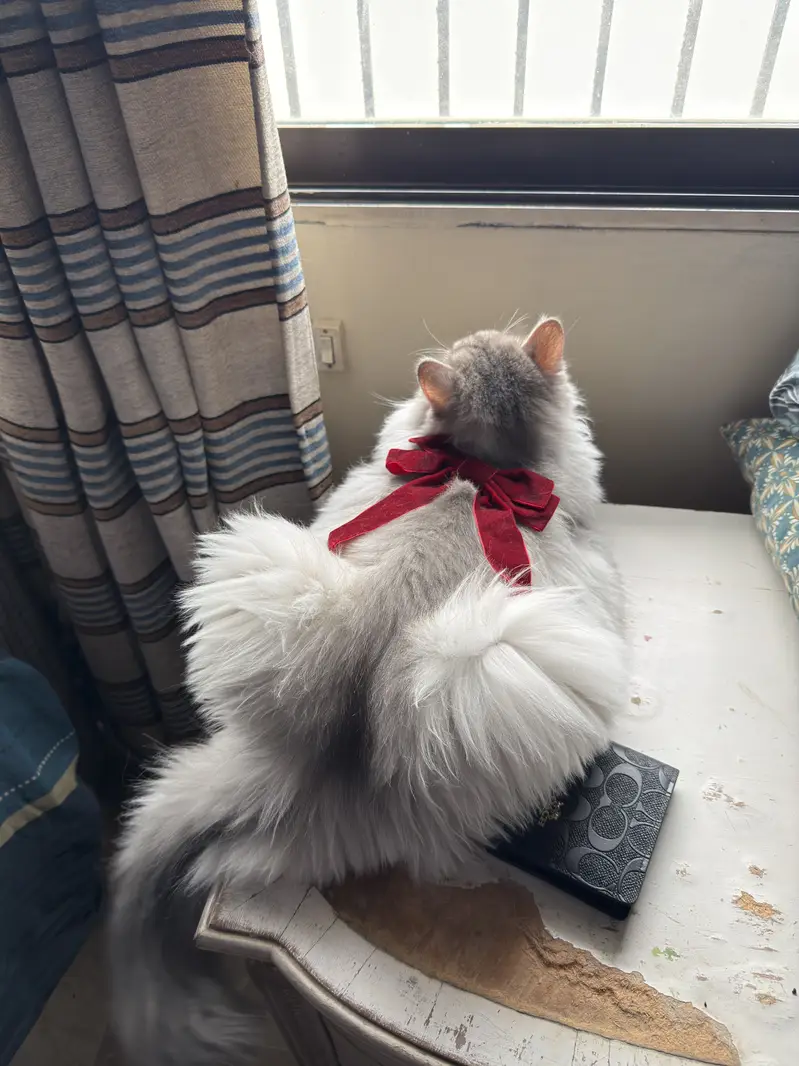 Persian Cat — photo 2