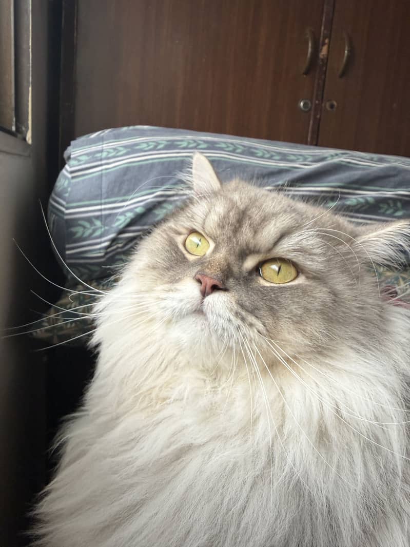Persian Cat 2