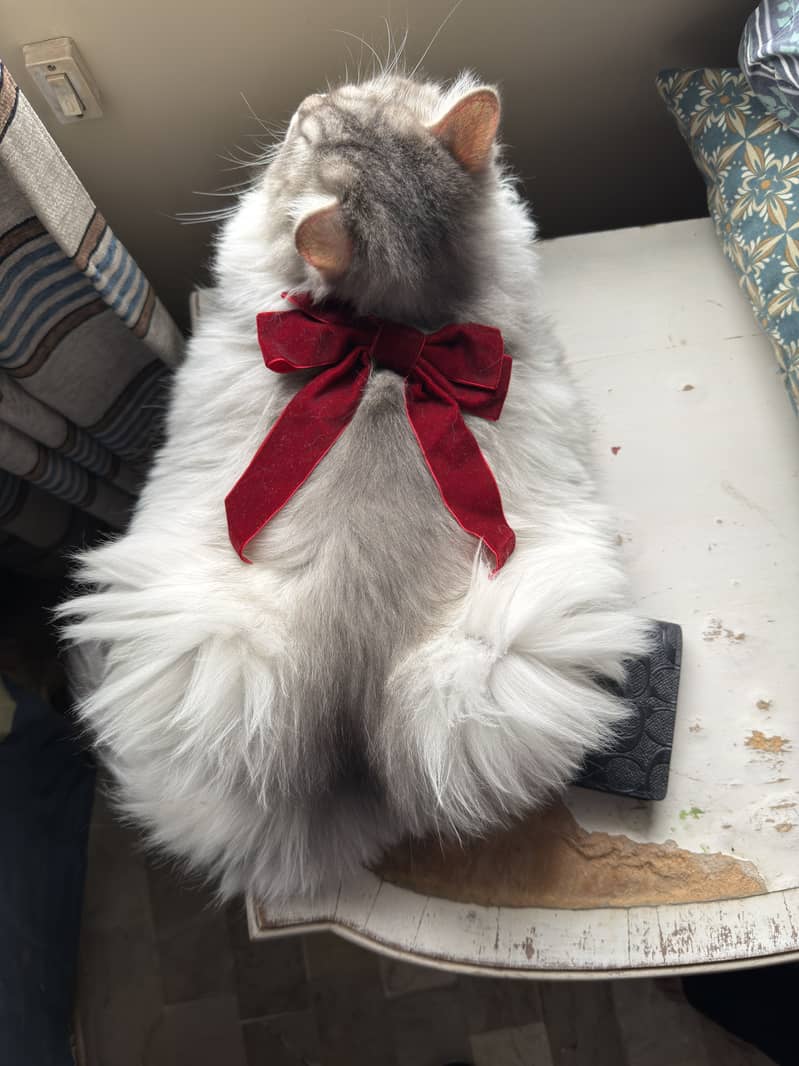 Persian Cat 3