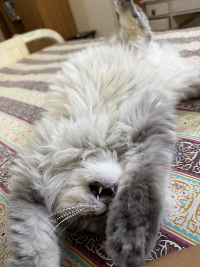 Persian Cat 4