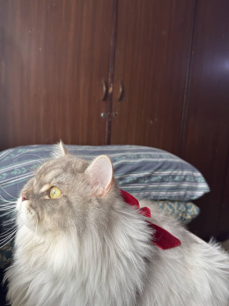 Persian Cat 5
