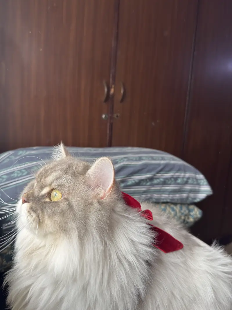 Persian Cat — photo 6