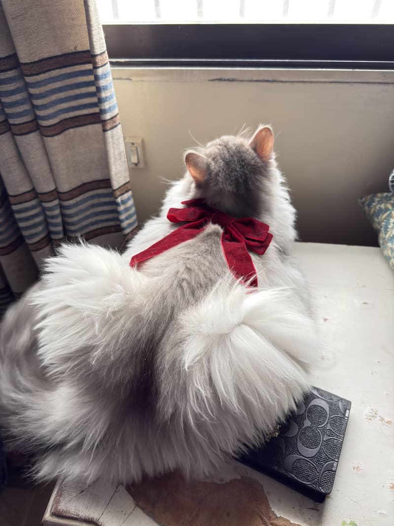 Persian Cat 6