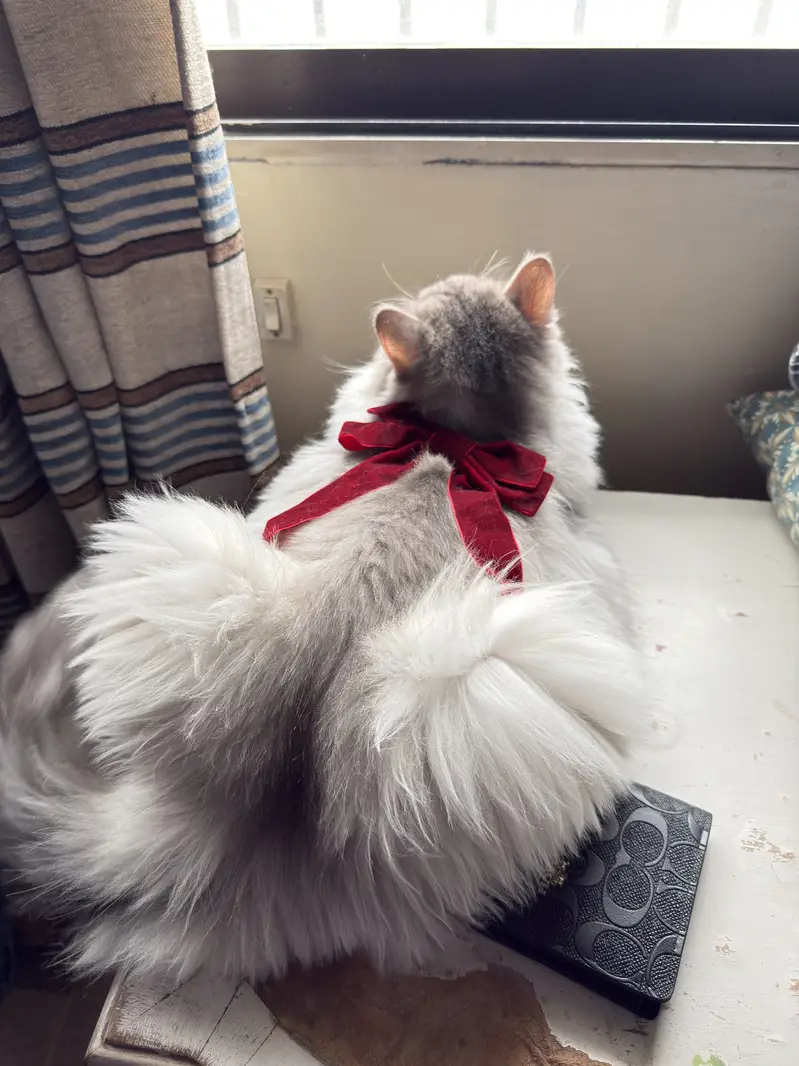 Persian Cat — photo 7