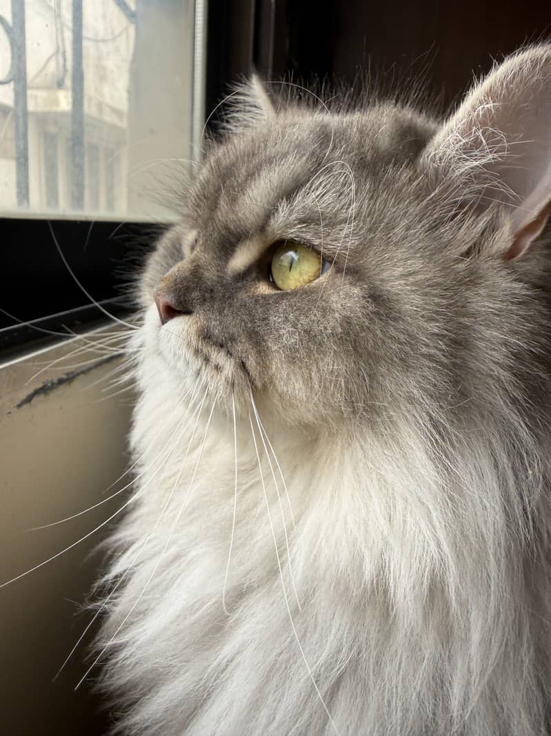 Persian Cat 7