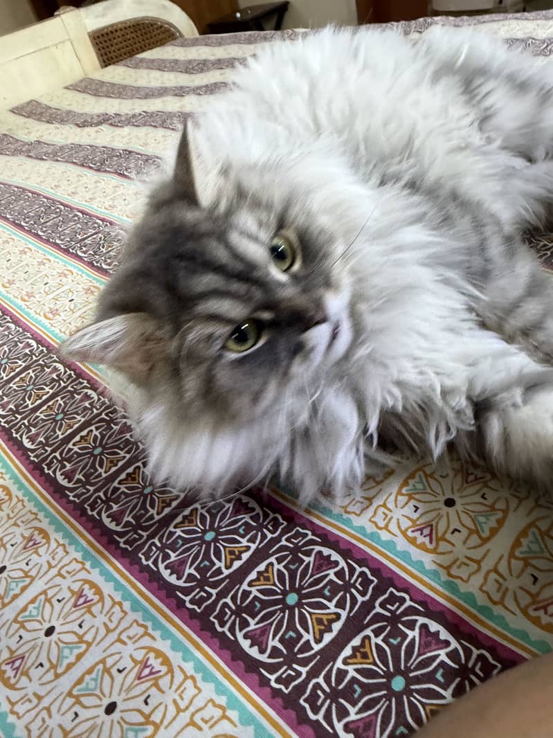 Persian Cat 8
