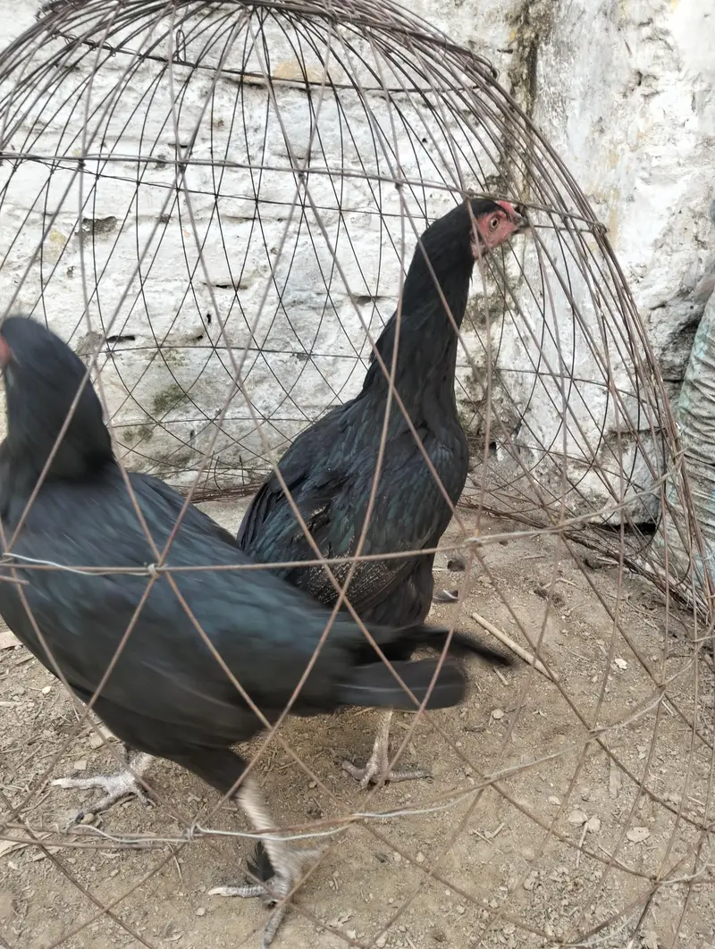 aseel kruk 2 female — photo 3