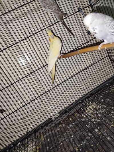 coctail breeder male yellow latino
