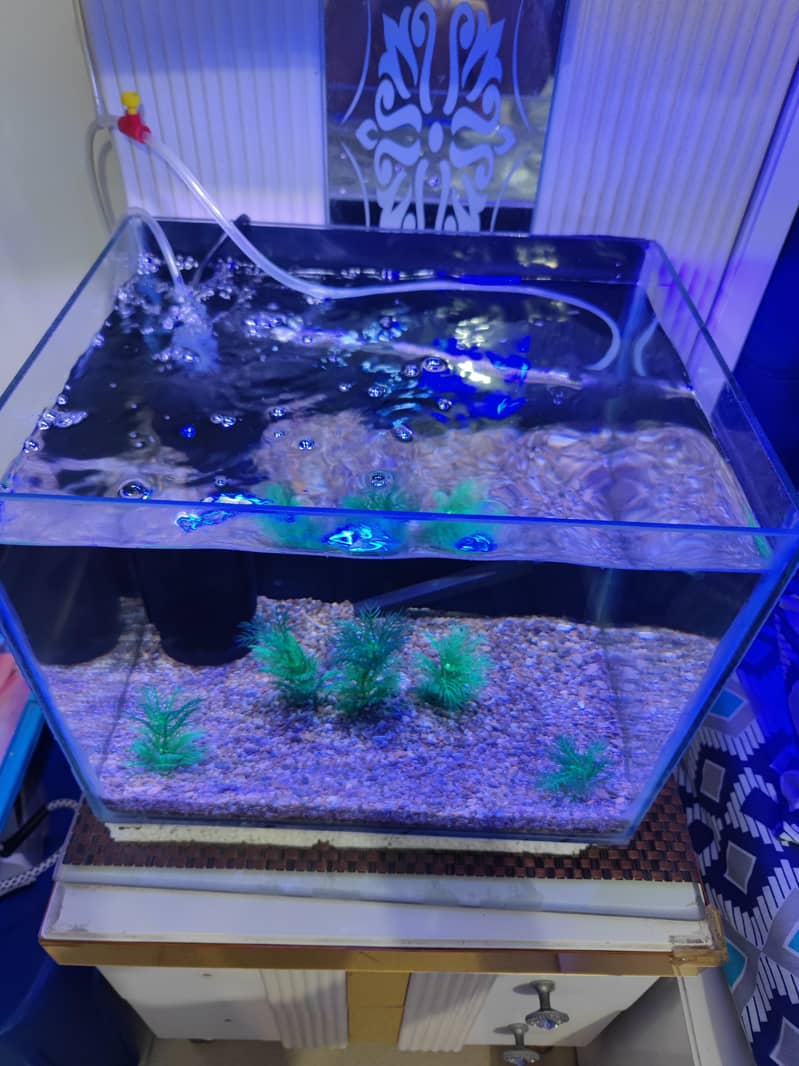 Aquarium 1