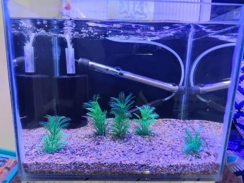 Aquarium 5