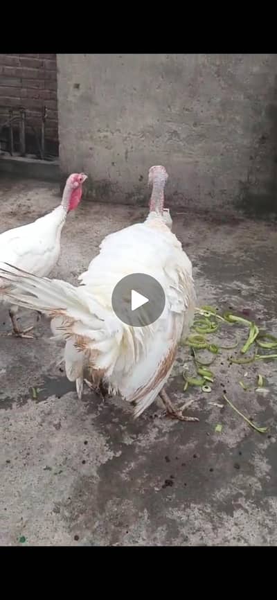 sale 2 birds