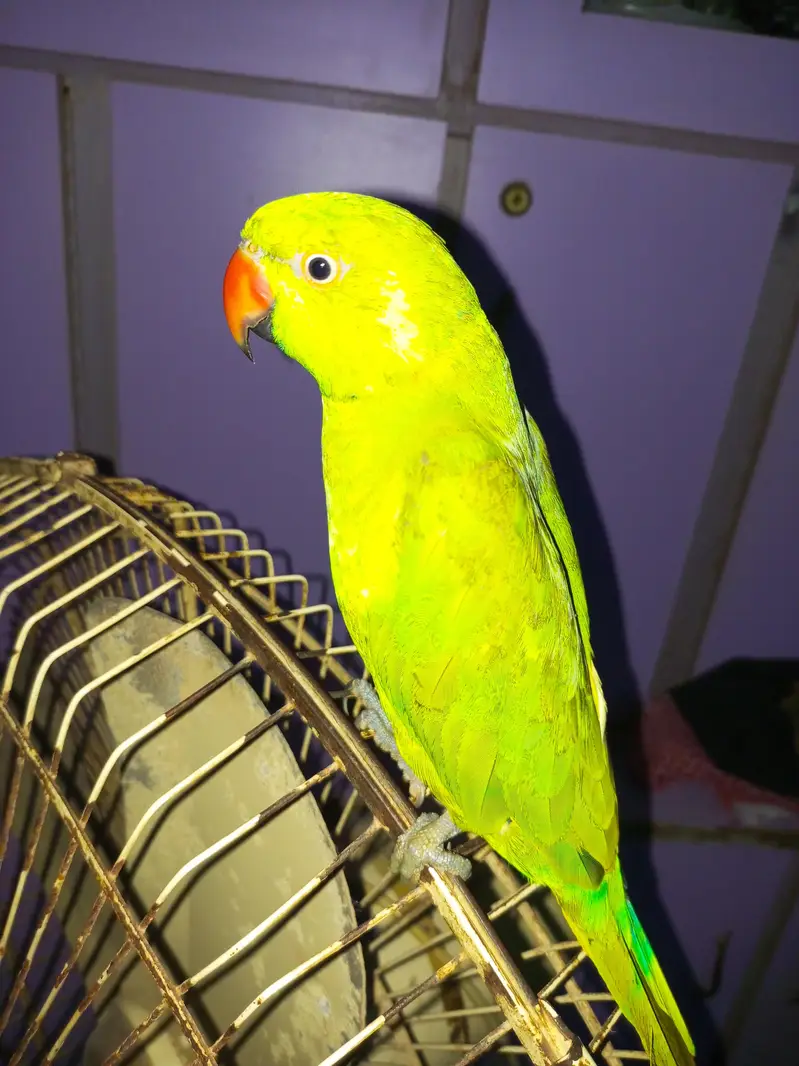 Parrot healthy — photo 2