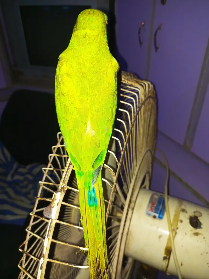 Parrot healthy — photo 3