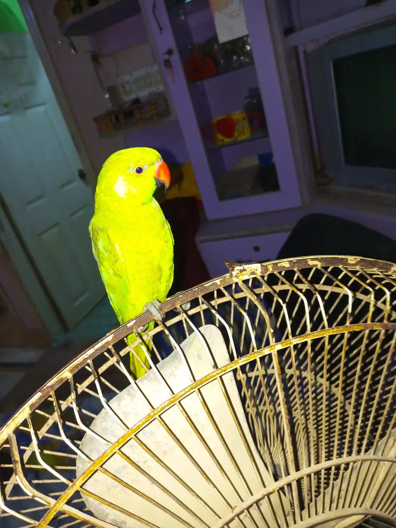 Parrot healthy — photo 4
