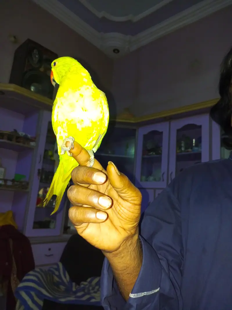 Parrot healthy — photo 5