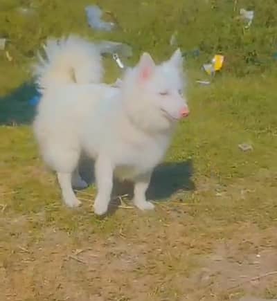 0 siez pink nose biliankh male for sale