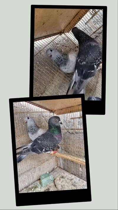 black and gray color