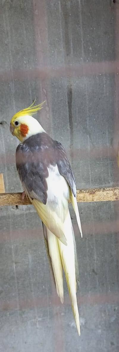 coman paid  into eno pearl breeder pair