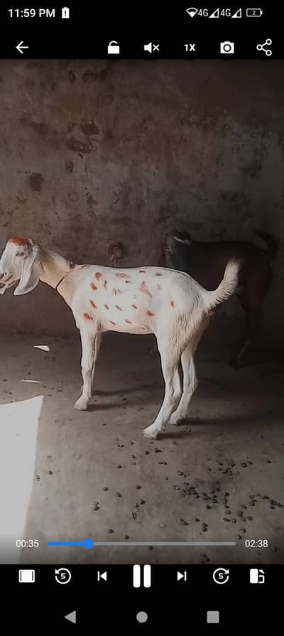 free pathshala ki cross Hui Hui