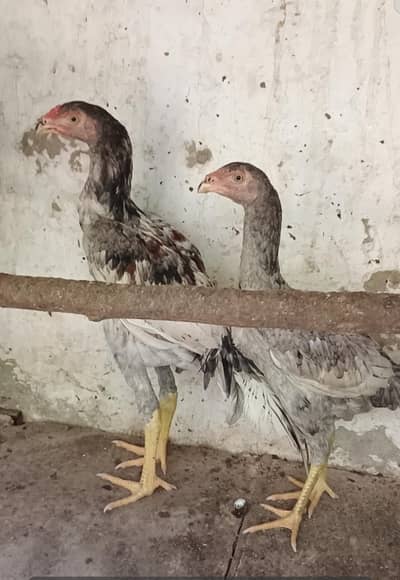 Saleta pair parrot beak cross