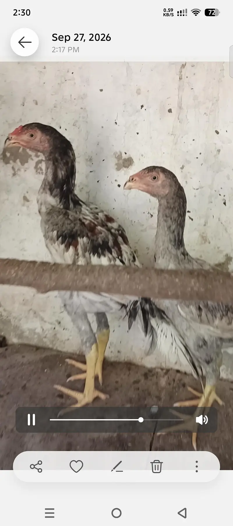 Saleta pair parrot beak cross — photo 2