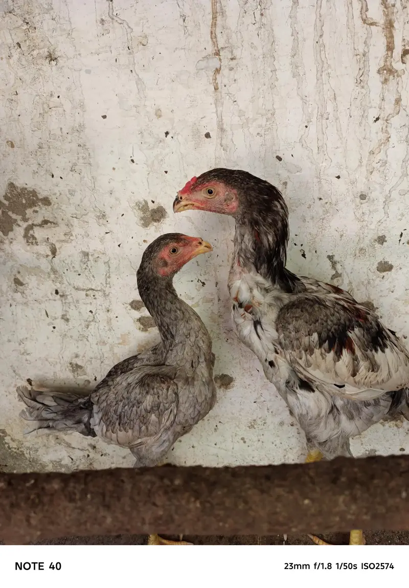 Saleta pair parrot beak cross — photo 3