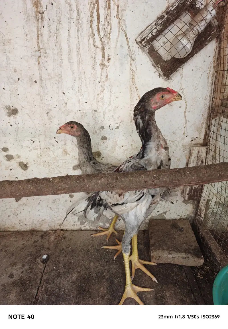 Saleta pair parrot beak cross — photo 4