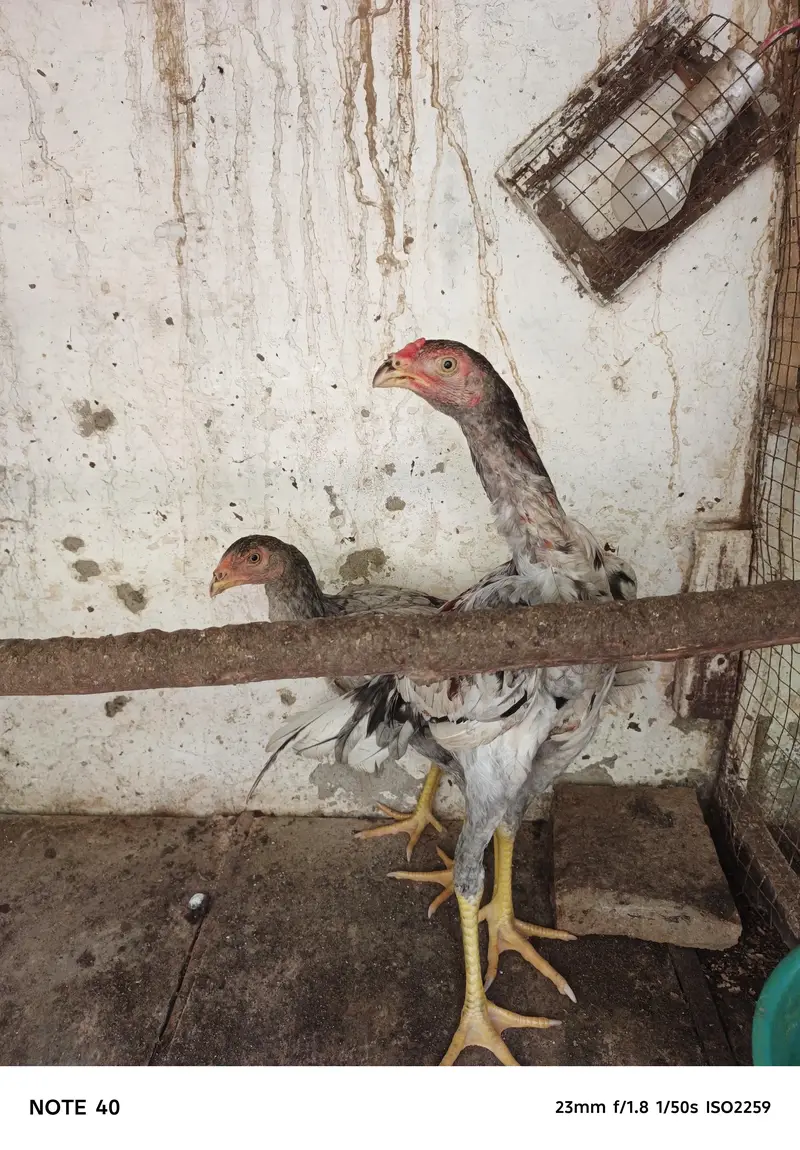 Saleta pair parrot beak cross — photo 7