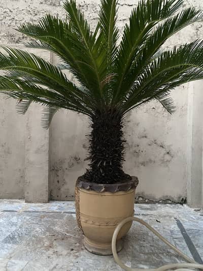 Kangi palm 18 year old almost
