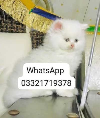 Persian cat 2month vaccinated