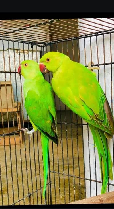 hand tame parrot full friend leya parrot ha or AK pair be ha