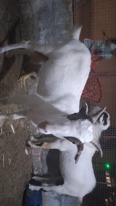 teddy female gulabi