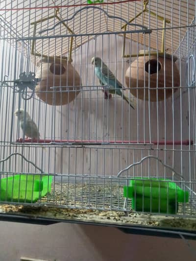 Australian parrots with cage