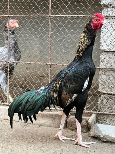 Kala Jawa Aseel Murgha
