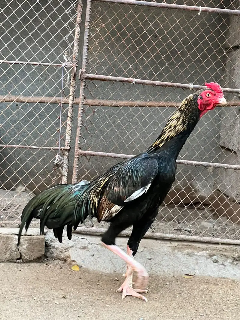 Kala Jawa Aseel Murgha — photo 2