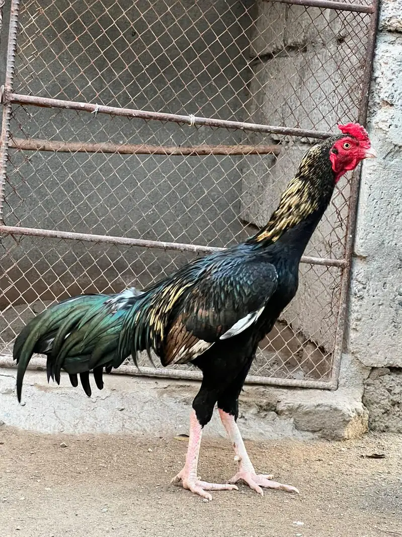 Kala Jawa Aseel Murgha — photo 3