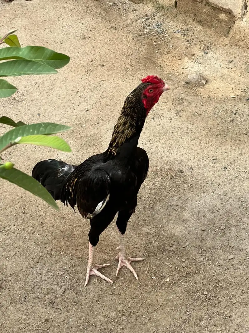 Kala Jawa Aseel Murgha — photo 8