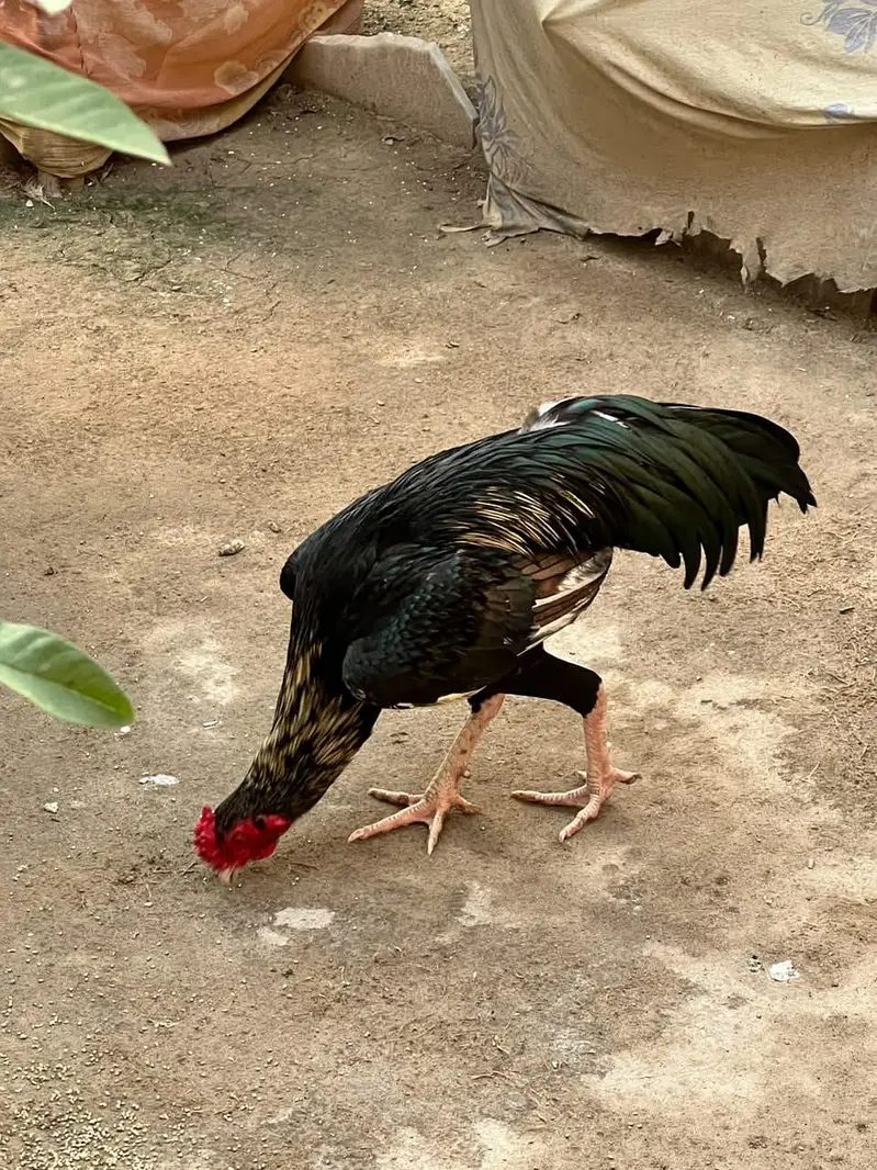 Kala Jawa Aseel Murgha — photo 9