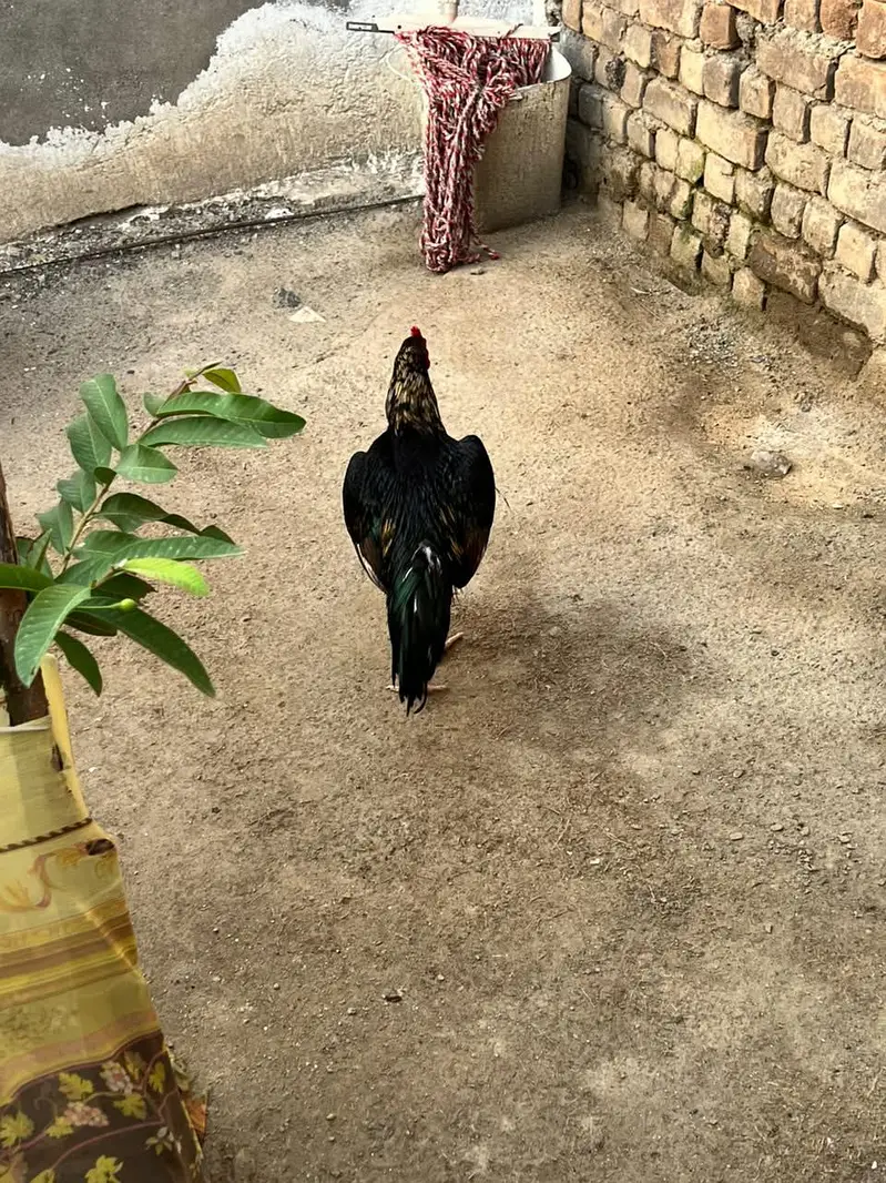 Kala Jawa Aseel Murgha — photo 10