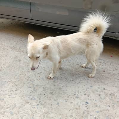 Russian Female dog