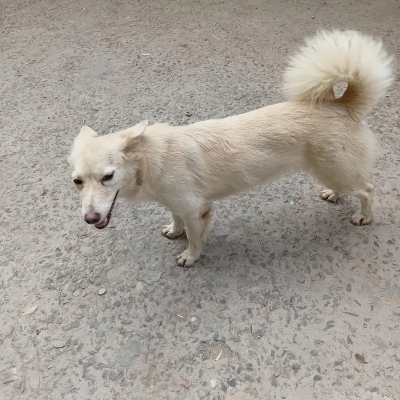 Russian Female dog — photo 2
