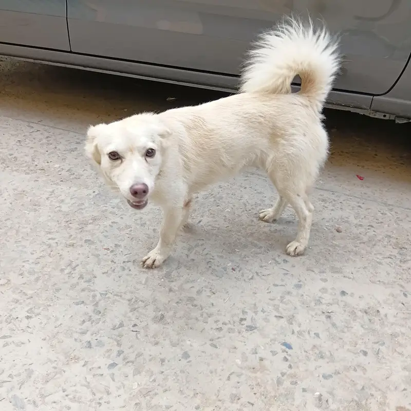 Russian Female dog — photo 3