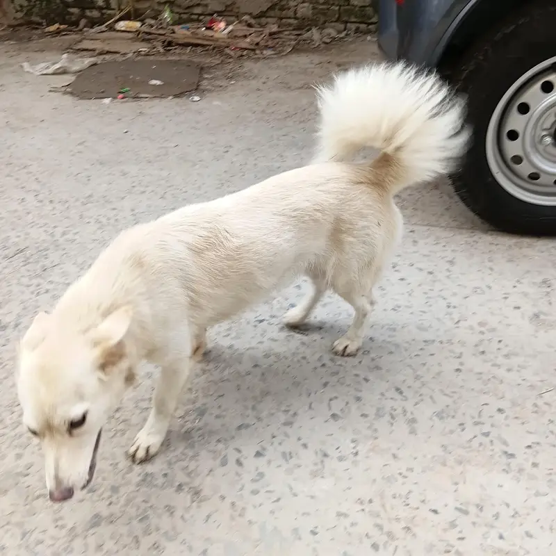 Russian Female dog — photo 4