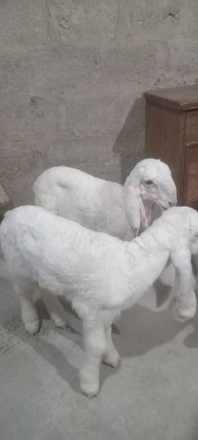 larkana nasal