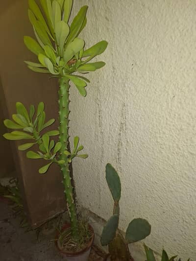 Euphorbia plant