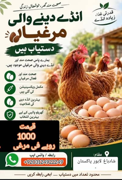 دیسی مرغیوں کے لیے رابطہ کریں 03124922249