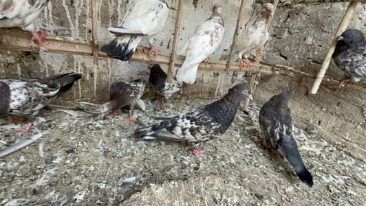 قیمتی کبوتر اور نسلی جوڑے